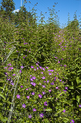BB 05 0404 / Geranium sanguineum / Blodstorkenebb <br /> Vincetoxicum rossicum / Russesvalerot